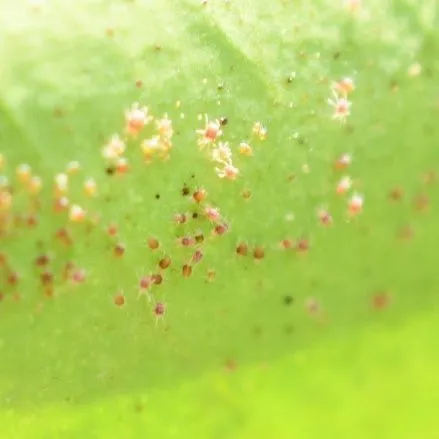 thumbnail for publication: Plant-Feeding Mites in Citrus
